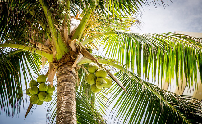 BEBIDA DE SURA EM INHAMBANE