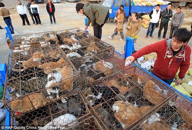 Resgatados na china 700 gatos enjaulados. destinavam-se à alimentação.