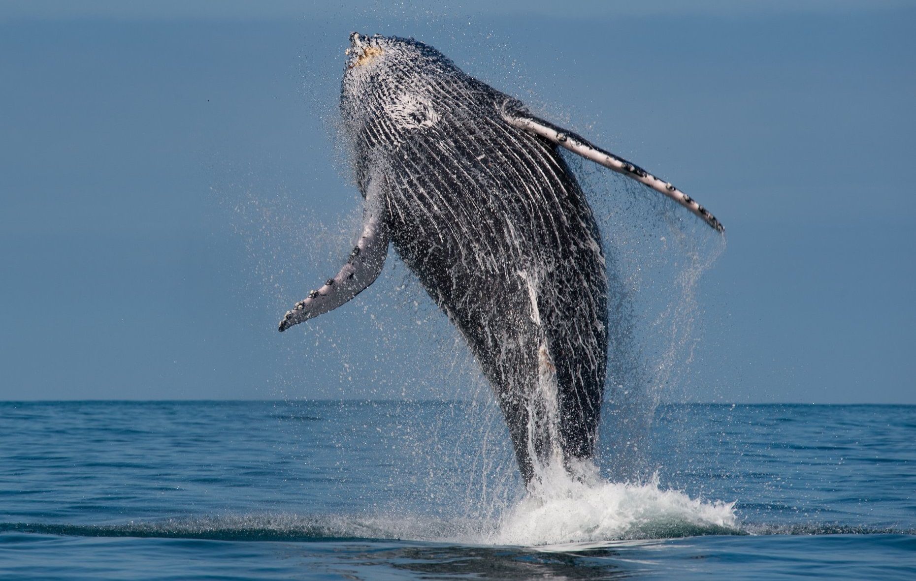 Observação de Baléias na Ilha de Inhaca