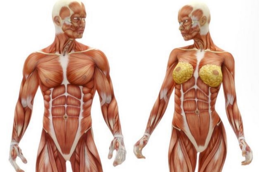 Factos fascinantes sobre a saúde e o corpo humano