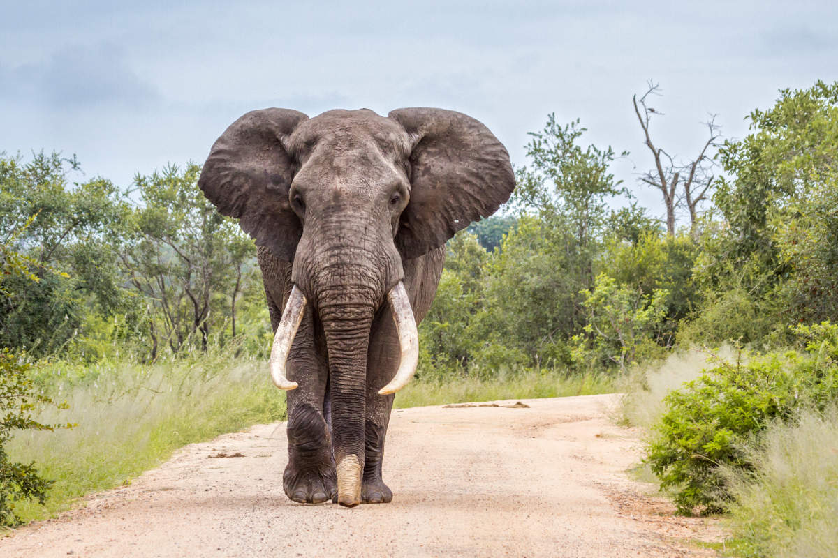 Reserva de Elefantes de Maputo