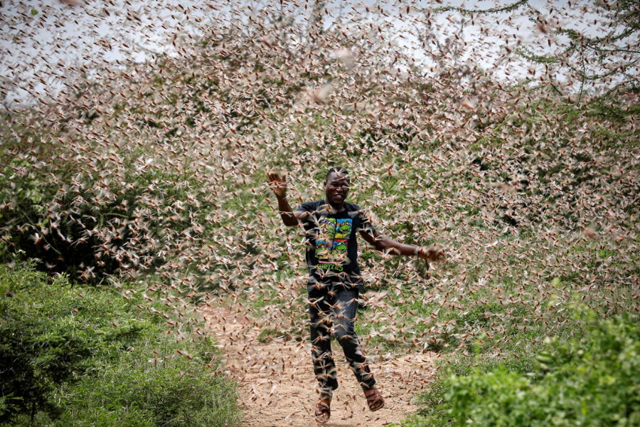 Impressionantes imagens de uma das piores pragas de gafanhotos no Quénia