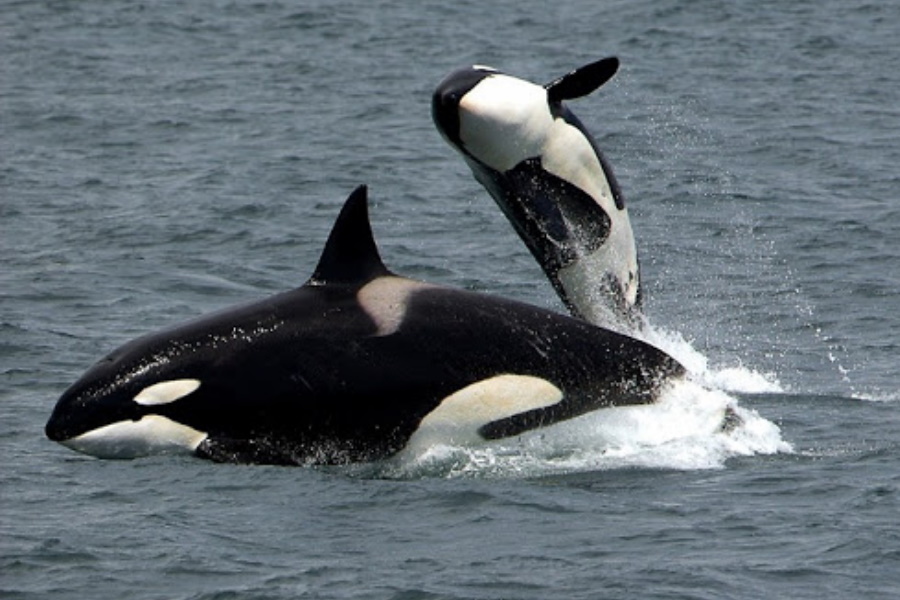 Orcas cuidam de seus netos para que pais possam sair – aponta estudos