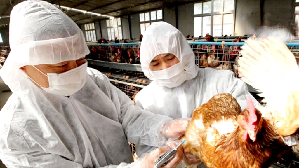 China enfrenta novo surto de gripe das aves H5N1