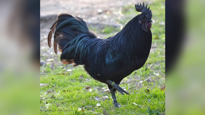 Galinha ‘gótica’ rara tem penas, carne, órgãos e até põe ovos pretos