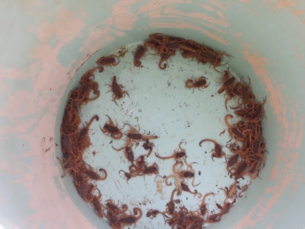 Mulher convivia com 500 escorpiões em casa sem saber