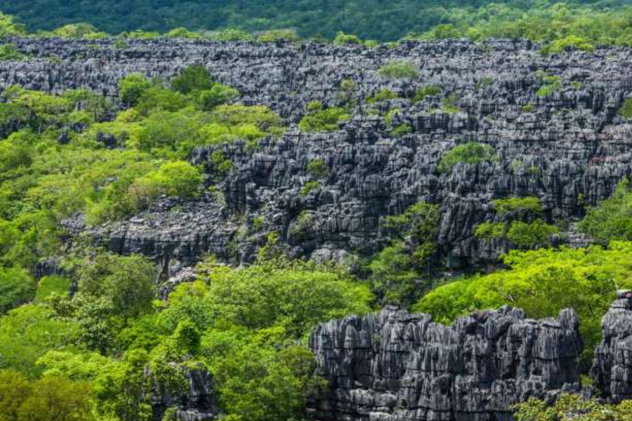 Descubra os encantos da floresta onde não se pode andar descalço