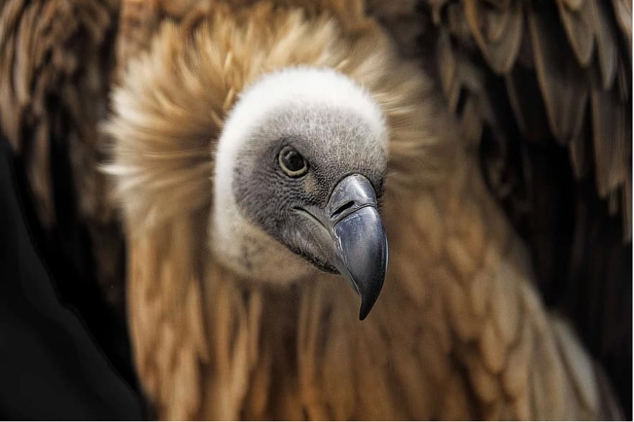 Dezenas de abutres ameaçados de extinção morrem envenenados no Botsuana