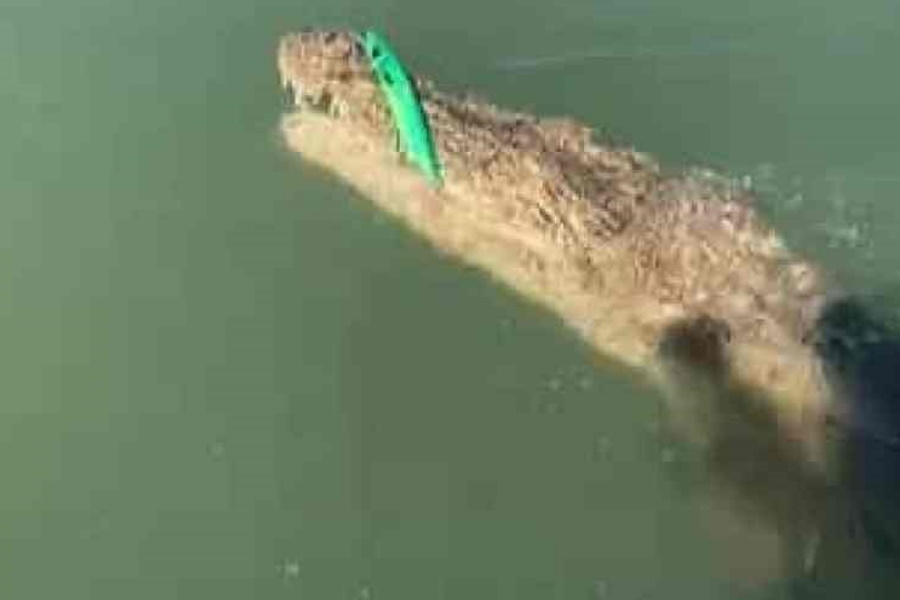 Homem pesca acidentalmente crocodilo