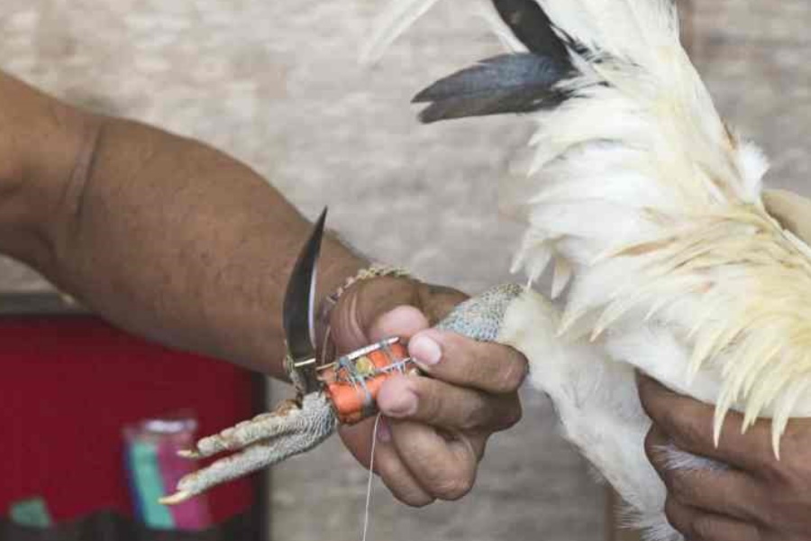 Polícia morre esfaqueado por galo nas Filipinas