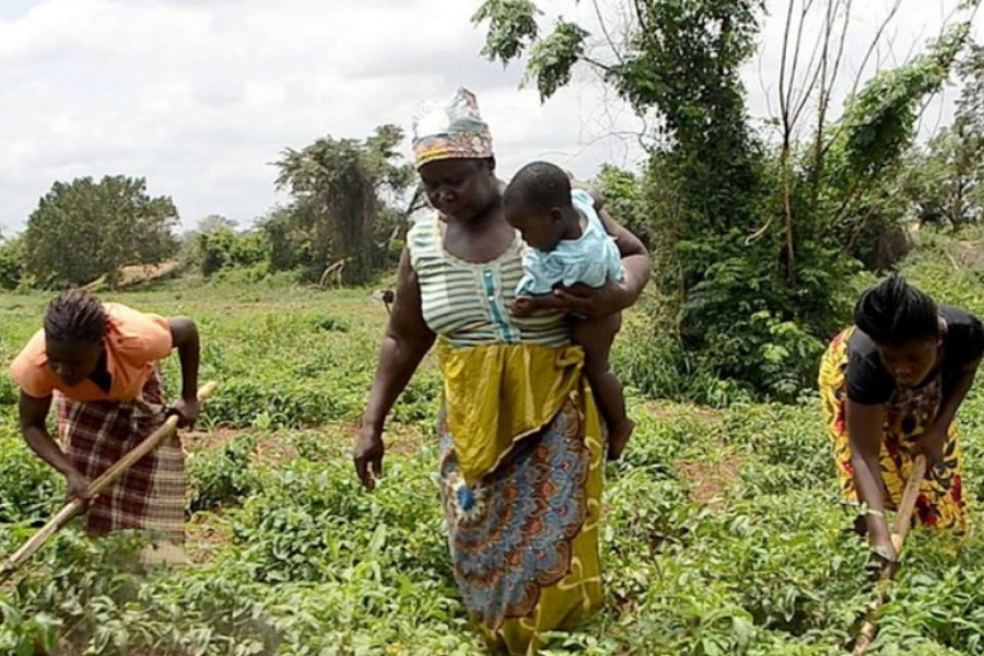 Sector agrário poderá gerar 250 milhões de dólares em 2021