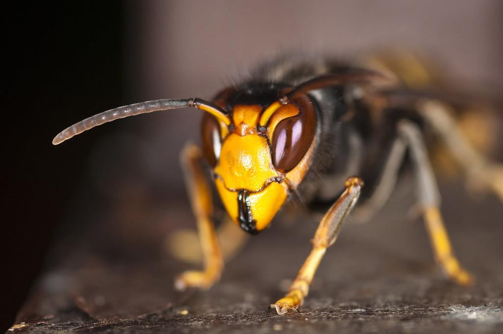 Ninho de vespas assassinas é encontrado nos EUA (e pode ser o primeiro no país)