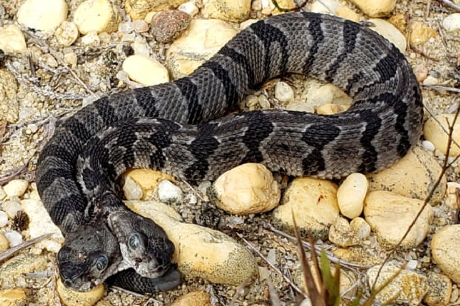 Double Dave, a raríssima cobra com duas cabeças