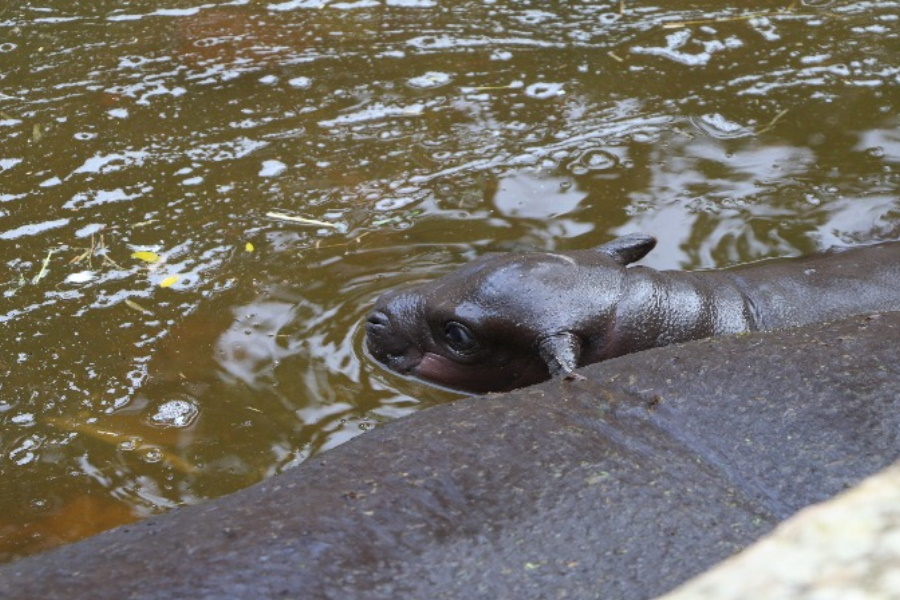 Nasceu uma nova cria de hipopótamo-pigmeu
