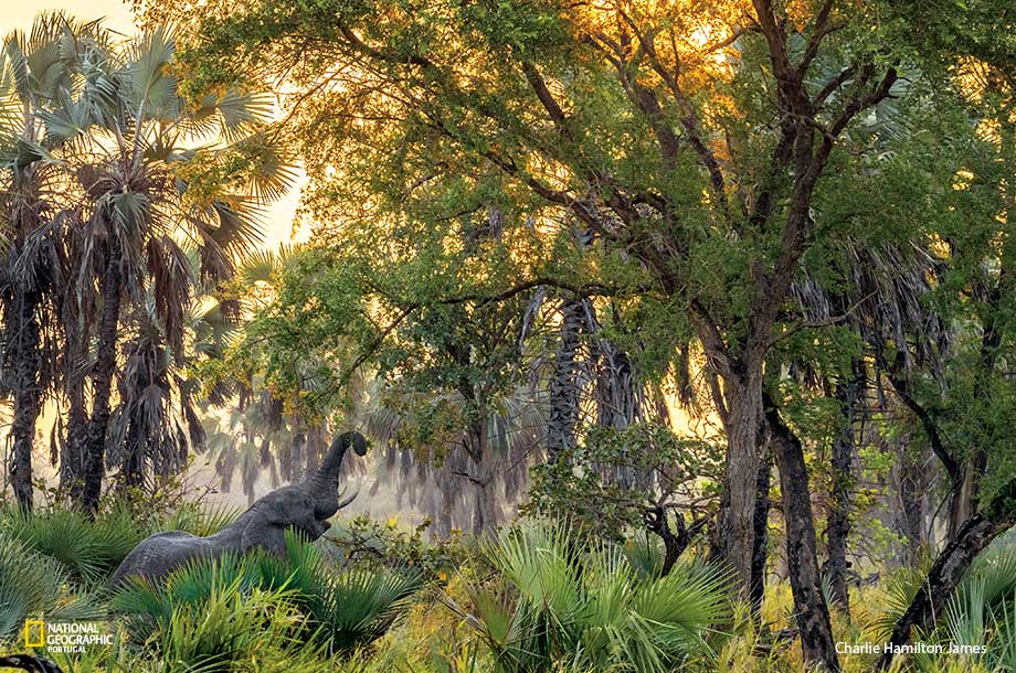 O Parque Nacional da Gorongosa adere à coligação pela biodiversidade lançada pela UE