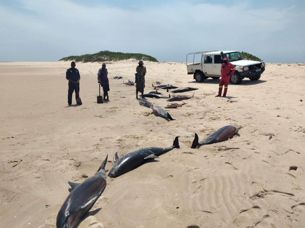 Encontrados 111 golfinhos mortos no arquipélago do Bazaruto