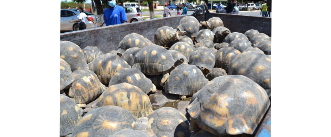 Ilha de Moçambique: Cidadão português preso por criar tartarugas marinhas em via de extinção