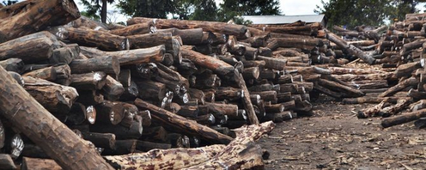 1.900 toros de madeira ilegal foram apreendidos no centro de Moçambique em 2020