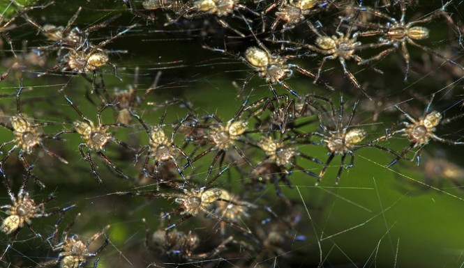 Cheias na Austália: Milhares de aranhas e cobras para dentro das casas