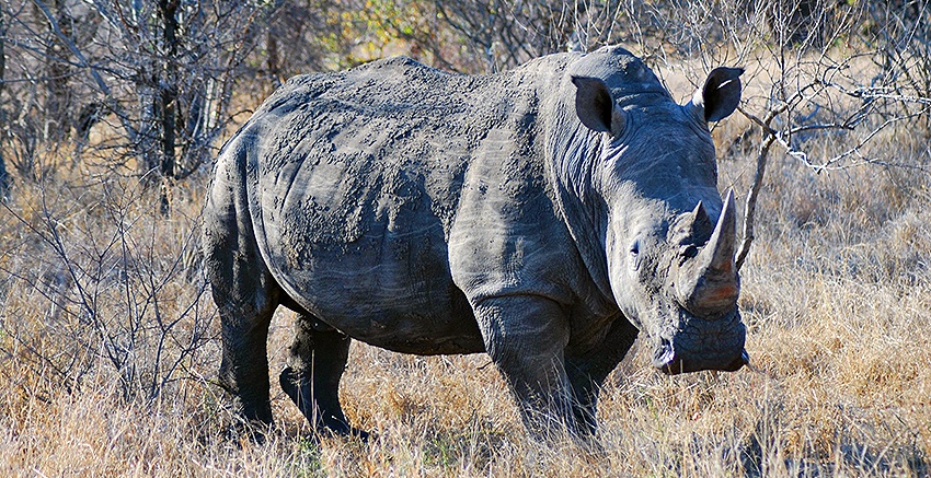 O melhor destino na África do Sul para um safári Big 5