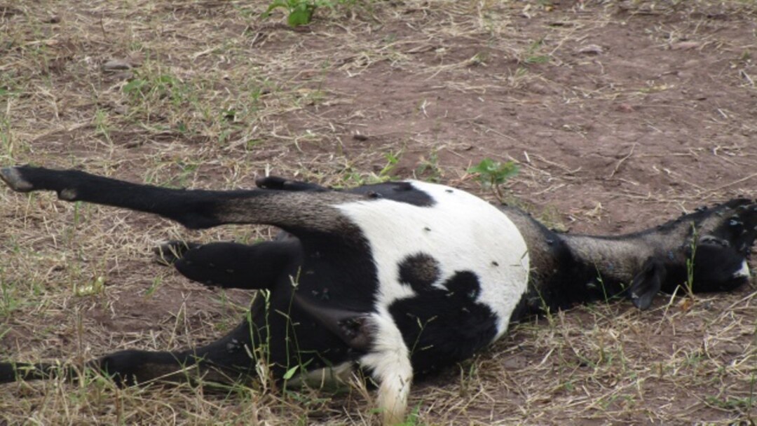 Moçambique: 40 cabritos e ovelhas devorados  por animais selvagens em Sofala