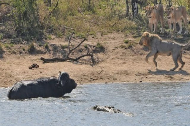 Moçambique: ataques de crocodilos, elefantes, búfalos e leões fazem 12 mortos no centro do Pais