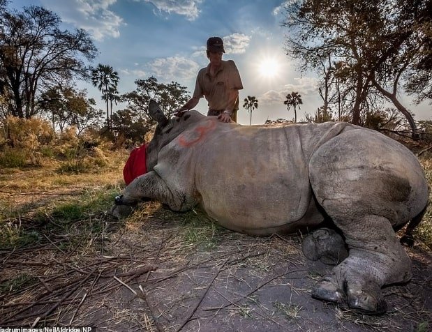 Moçambique: Baleado homem que tentava vender cornos de rinoceronte
