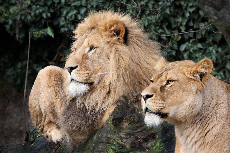 África do Sul: Pumas e leões  infectados com Covid-19