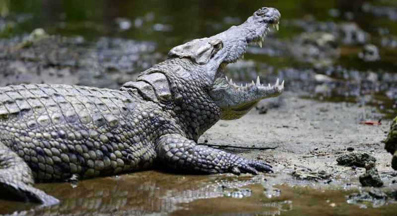 Moçambique: Crocodilos e afogamentos matam cinco pessoas