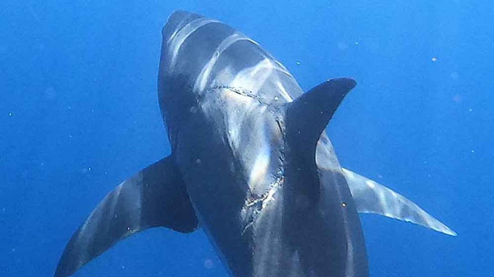 Lifestyle: Grande tubarão branco fotografado com uma enorme cicatriz de mordedura desafia a comunidade científica