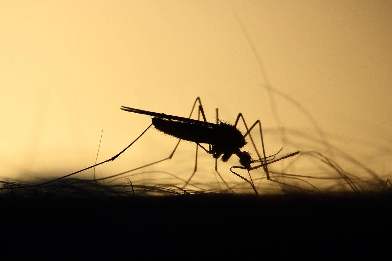 Saude: Aqui está a arma imparável que os cientistas descobriram para evitar que os mosquitos nos mordam à noite e à noite