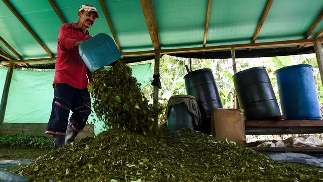 América Latina/Cocaína: O cultivo de cocaína na Colômbia a um nível sem precedentes