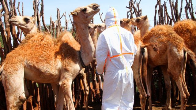 Qatar: o que é o “vírus  do camelo” que preocupa os organizadores da Copa do Mundo?