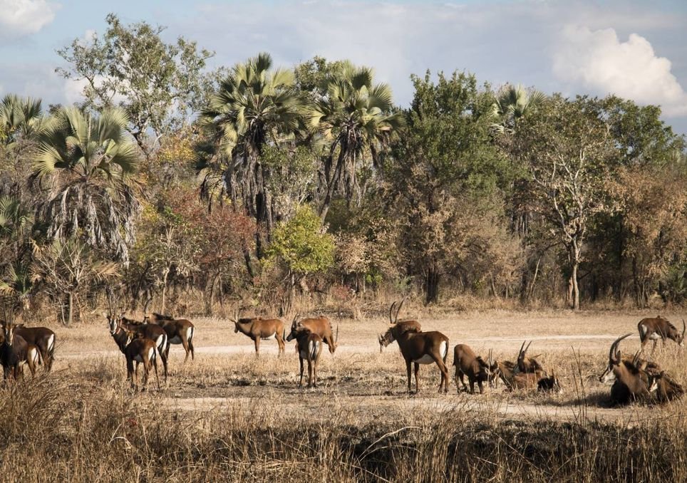 Moçambique: O Parque da Gorongosa adapta-se à incerteza climática