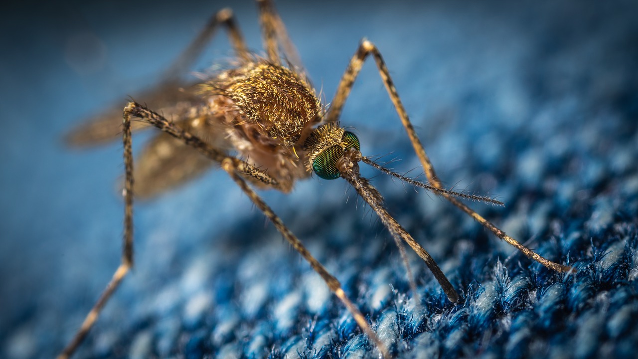 Saúde: Cientistas avisam sobre uma nova espécie de mosquito invasivo em África