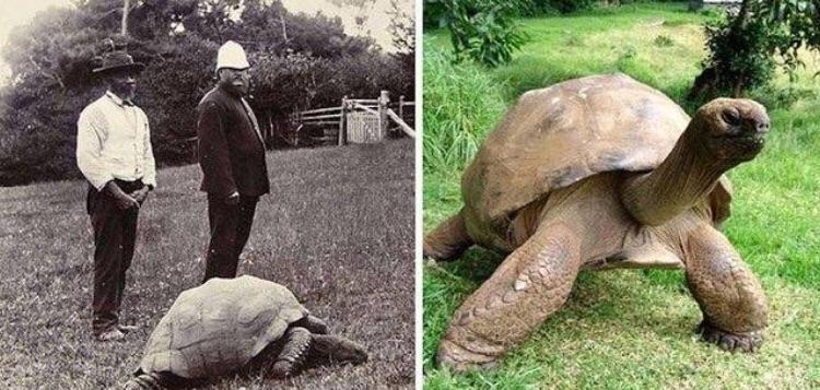 Insólito: Jonathan, a tartaruga mais velha do mundo, faz 190 anos