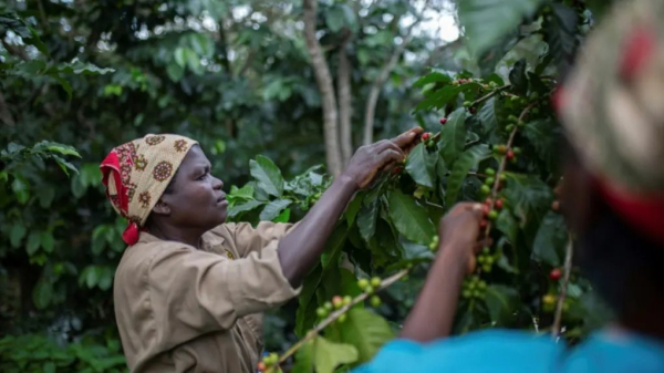 Moçambique: Café para o resgate da floresta tropical de Moçambique