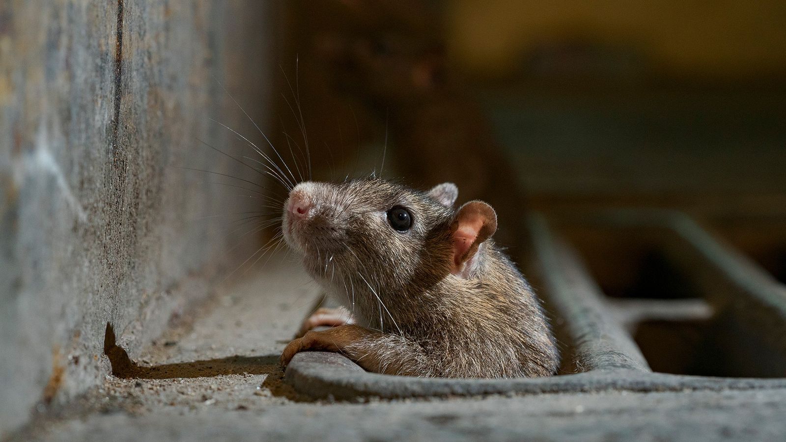Saúde/leptospirose: Doença do rato, riscos para a saúde humana