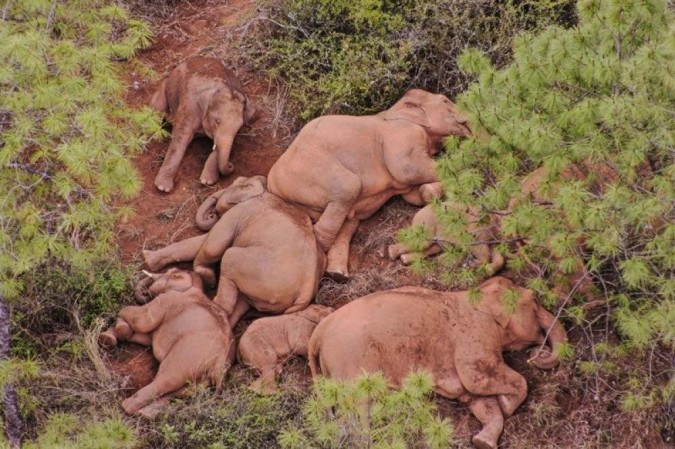 África/Gabão: Tráfico de marfim travado no Gabão