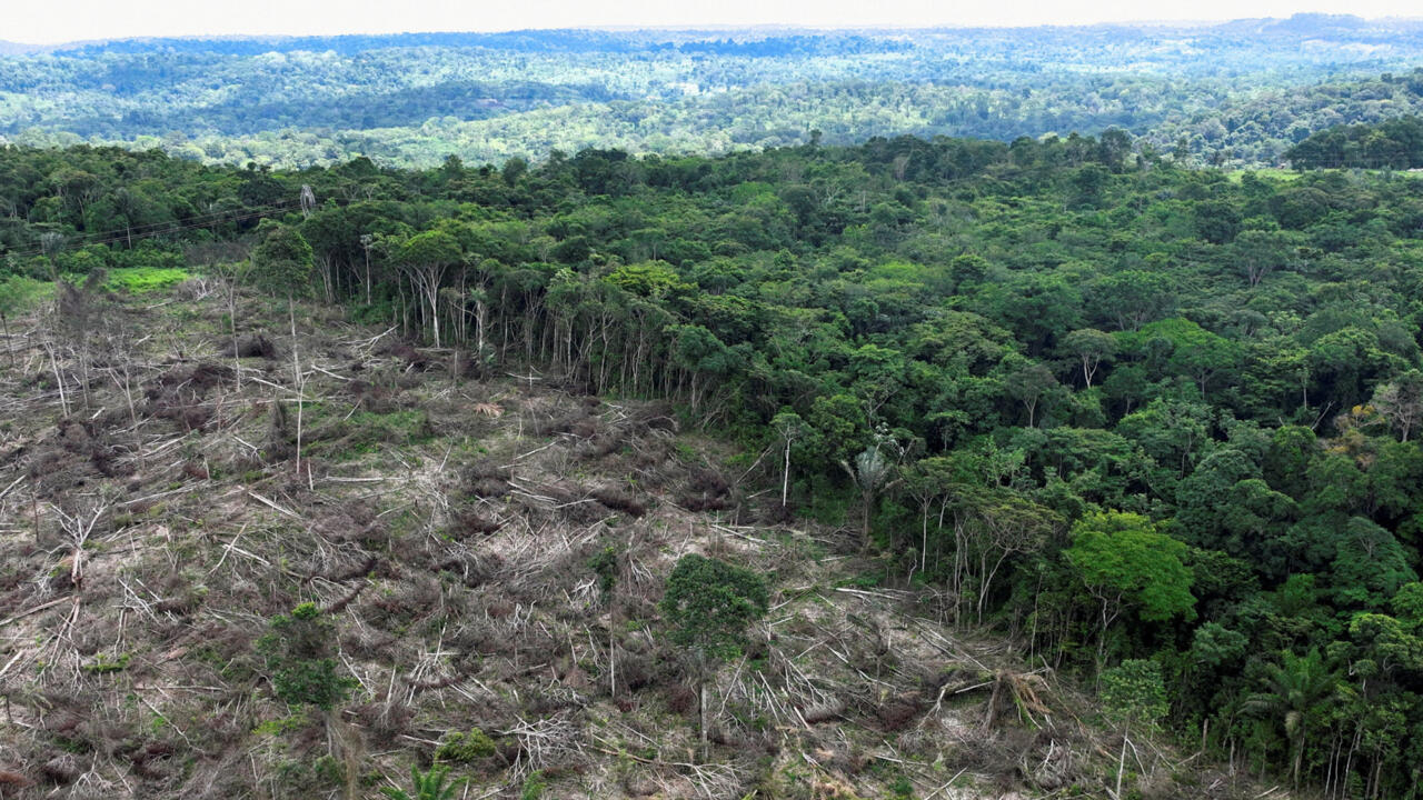 Brasil: Cimeira pode ser última oportunidade para salvar a Amazónia