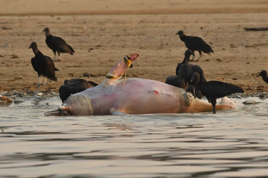Brasil/Ambiente: Serão as águas excessivamente quentes da Amazónia responsáveis pela morte de uma centena de botos cor-de-rosa?