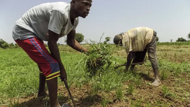 África/Nigéria: Jihadistas matam pelo menos 11 pessoas em campos de arroz