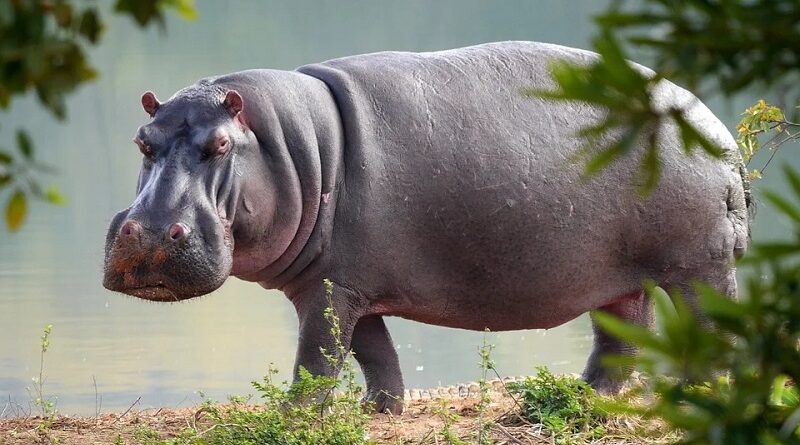 América do Sul/Biodiversidade: Na Colômbia, alguns dos hipopótamos de Pablo Escobar vão ser mortos