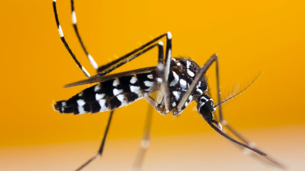 Bem-estar/Pele de mosquito: Porque é que sou mais picado do que as outras pessoas?