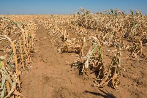 Moçambique: Nova vaga de seca prevê agravar situação da fome em alguns distritos de Moçambique
